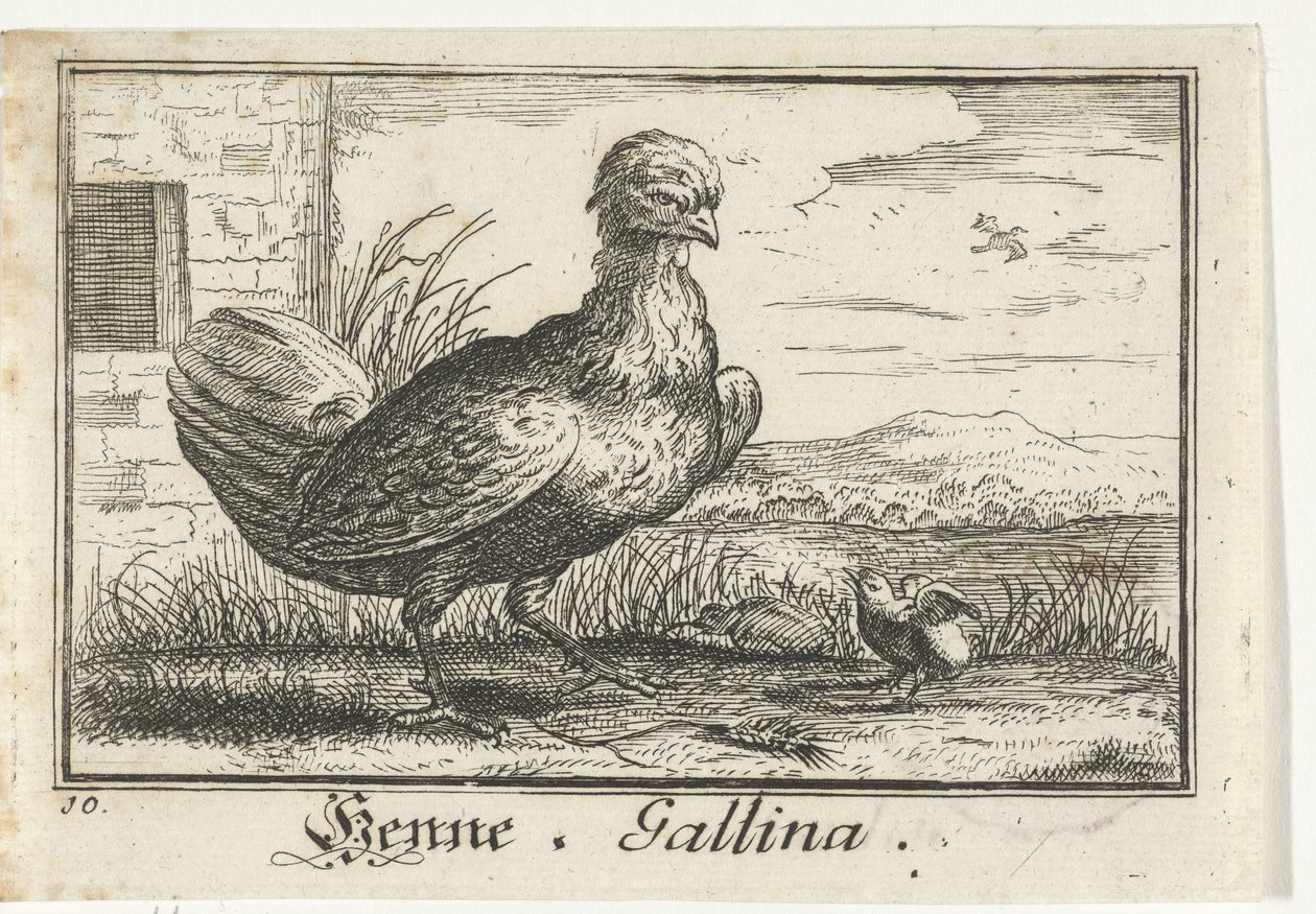Gallina con pulcino da Anonymous