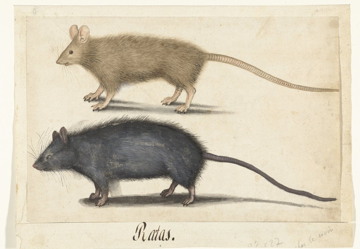 Topo e ratto da Anonymous