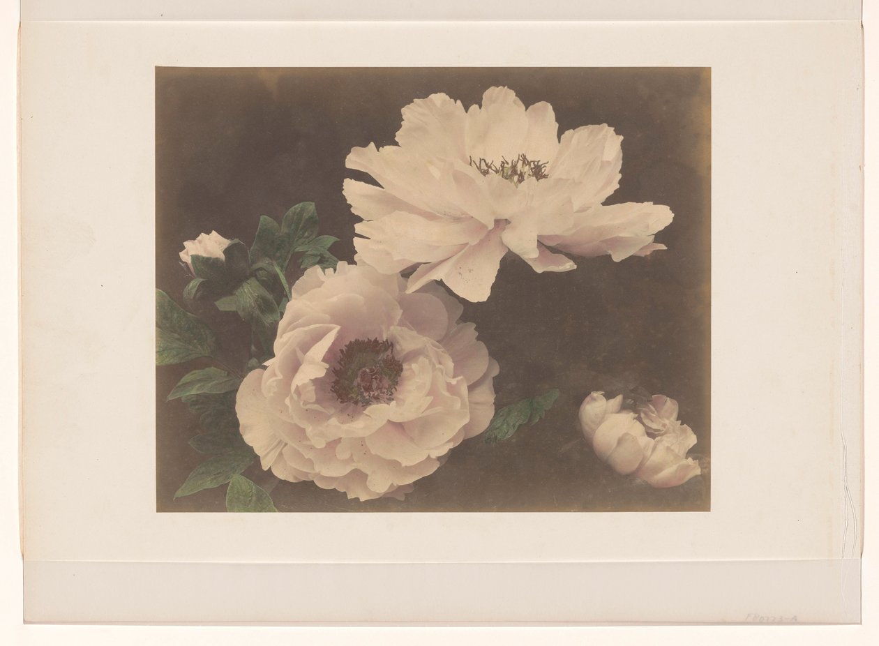 Peonie da Anonymous