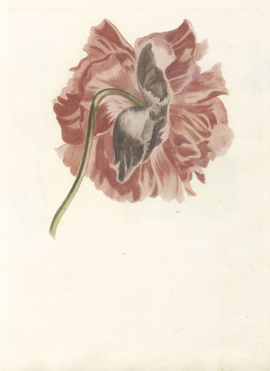 Peonia da Anonymous