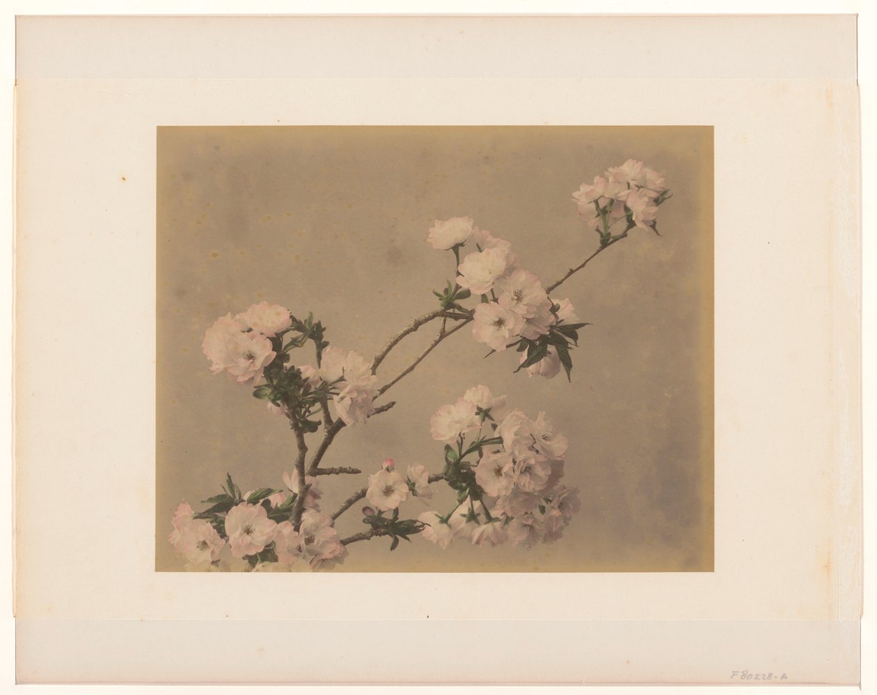 Peonie da Anonymous