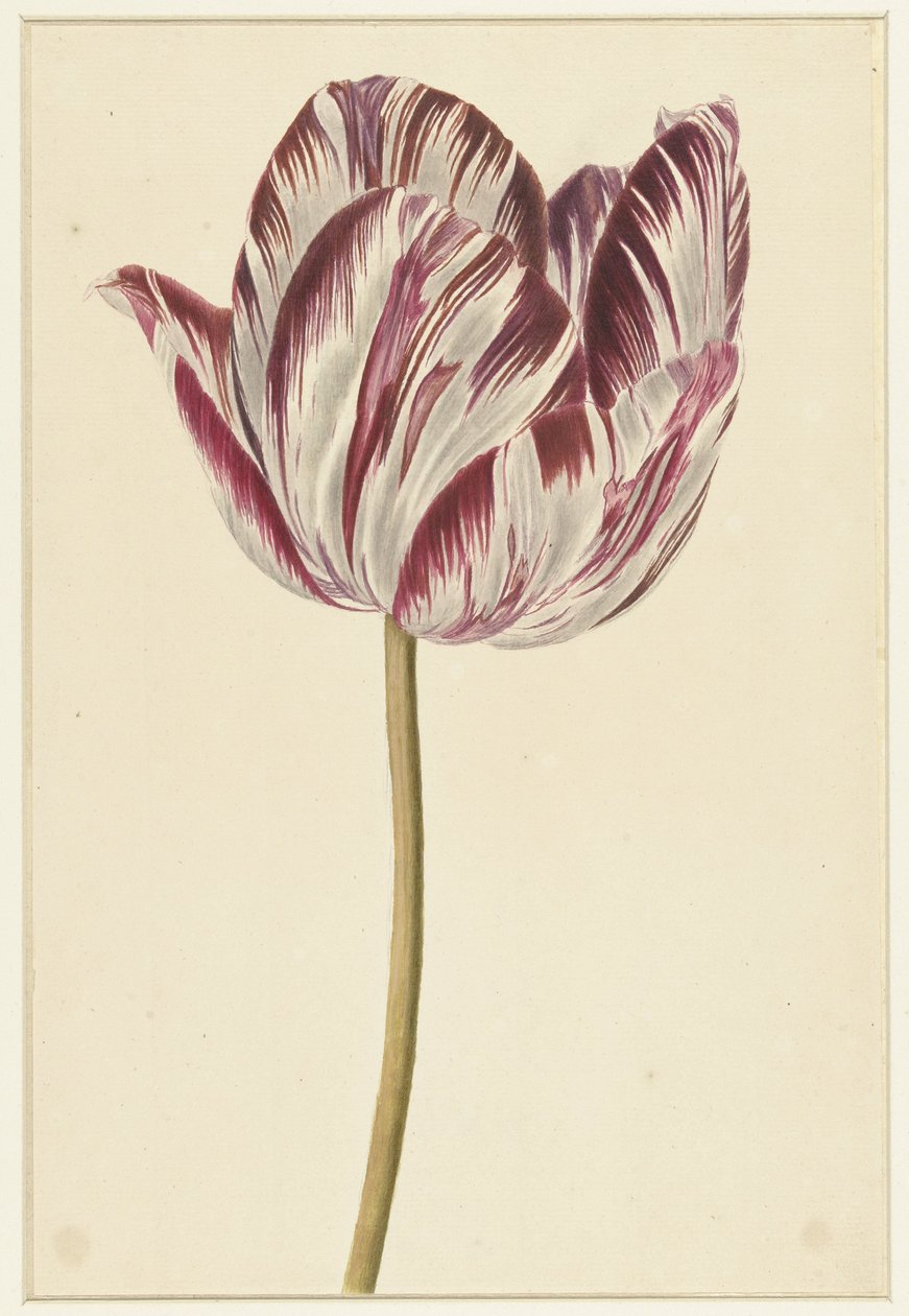Tulipano rosso e bianco da Anonymous