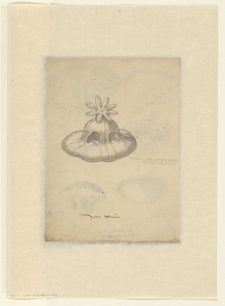 Studio di una medusa da Anonymous