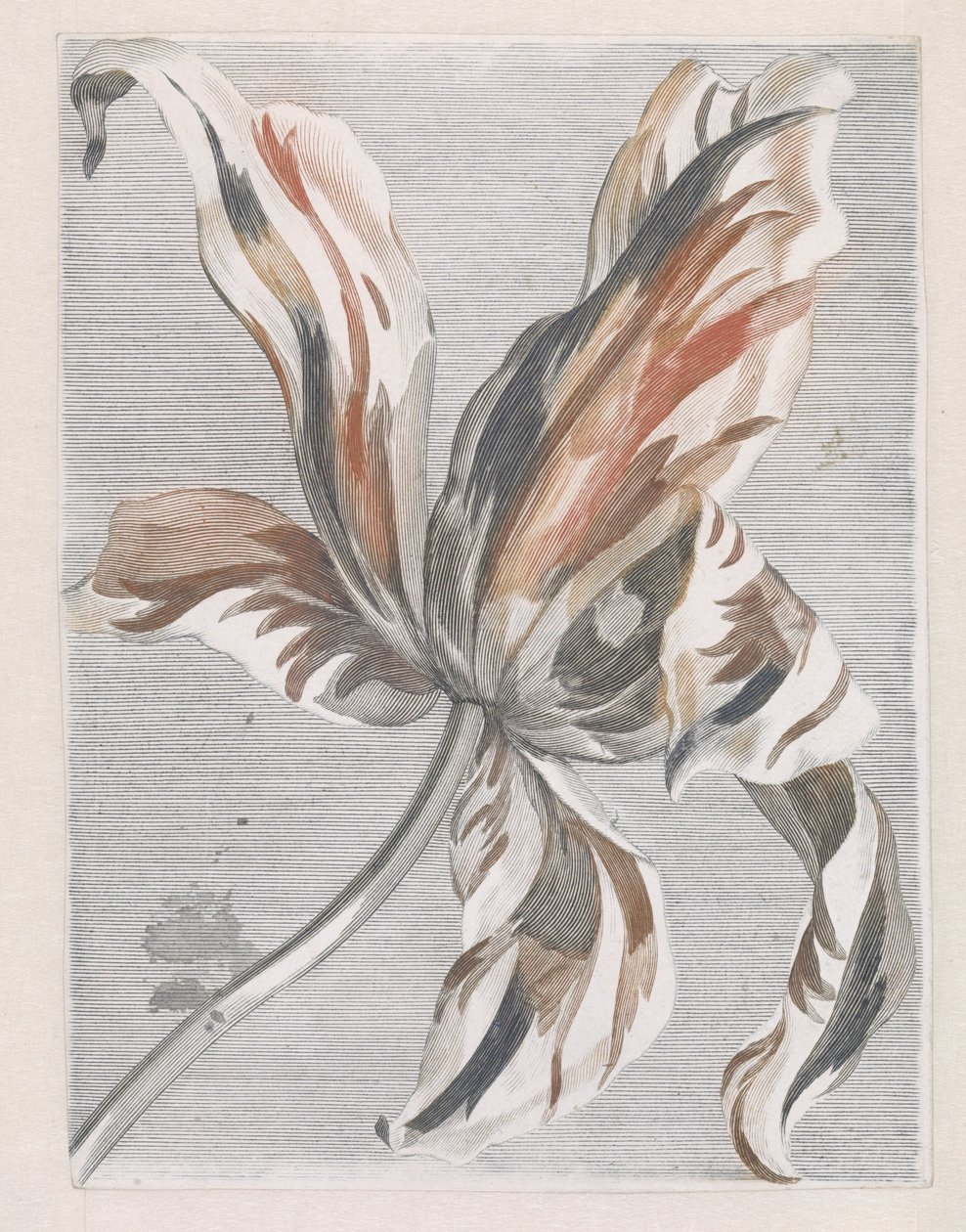 Tulipano da Anonymous