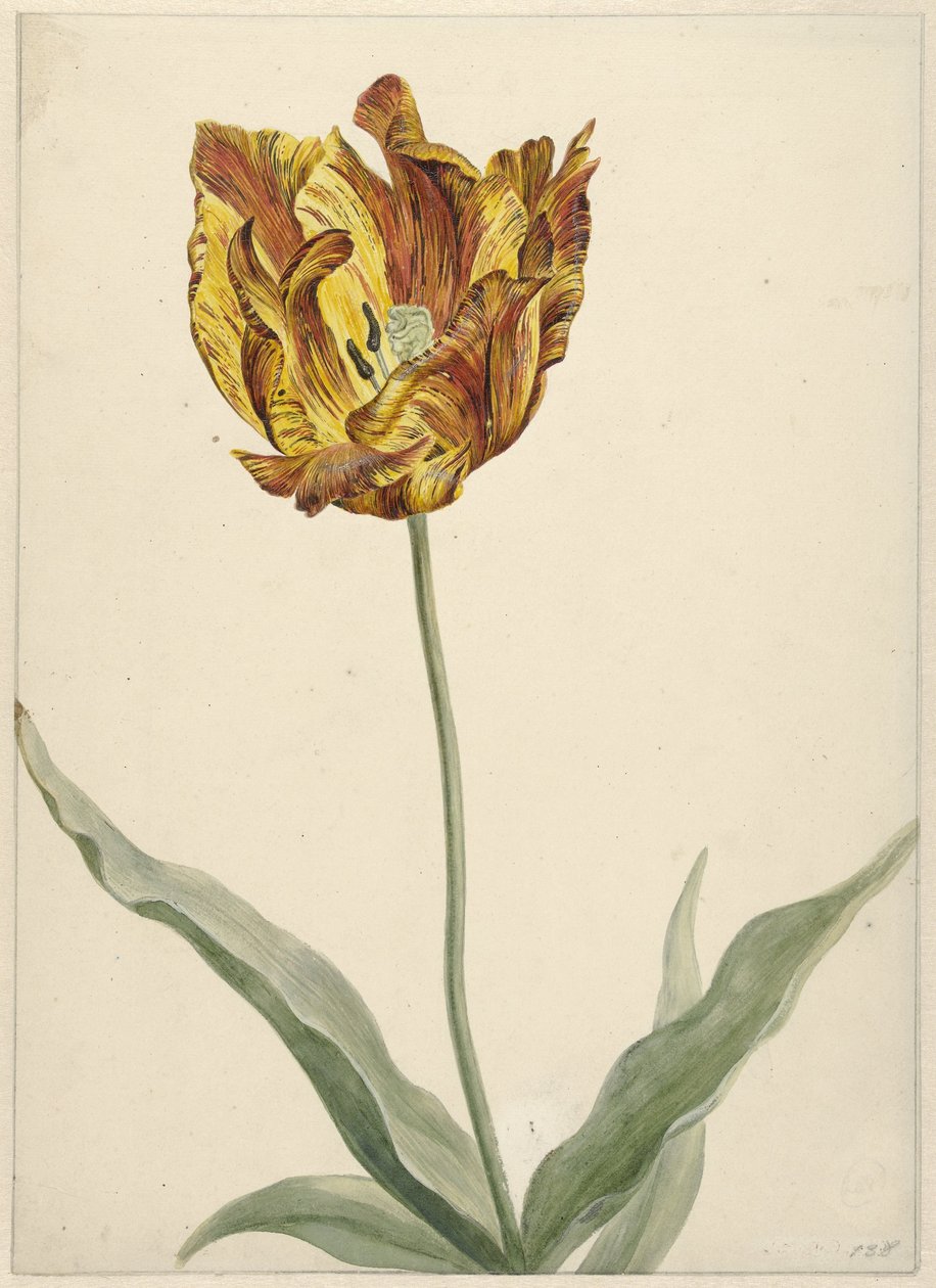 Tulipano da Anonymous