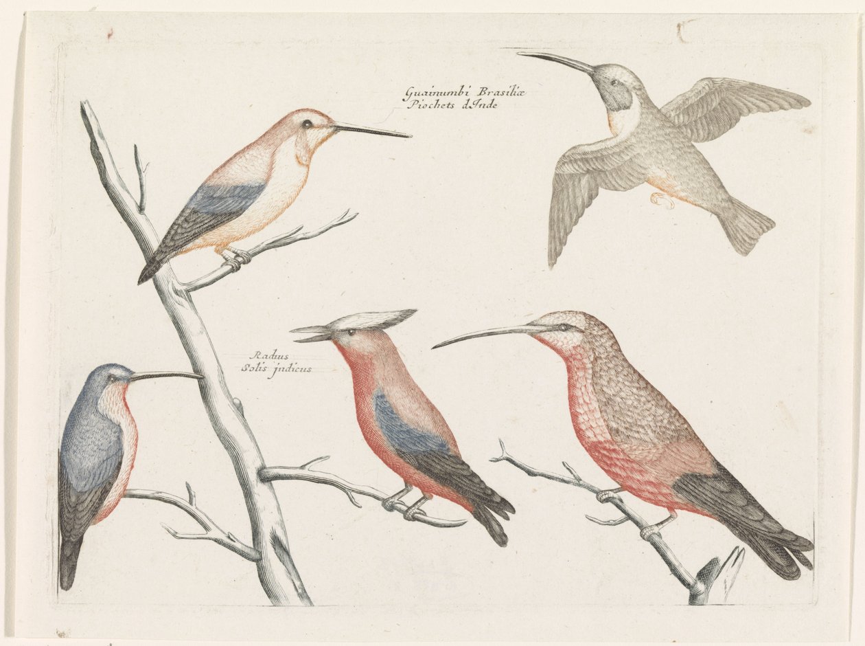 Cinque diversi tipi di colibrì da Anonymous