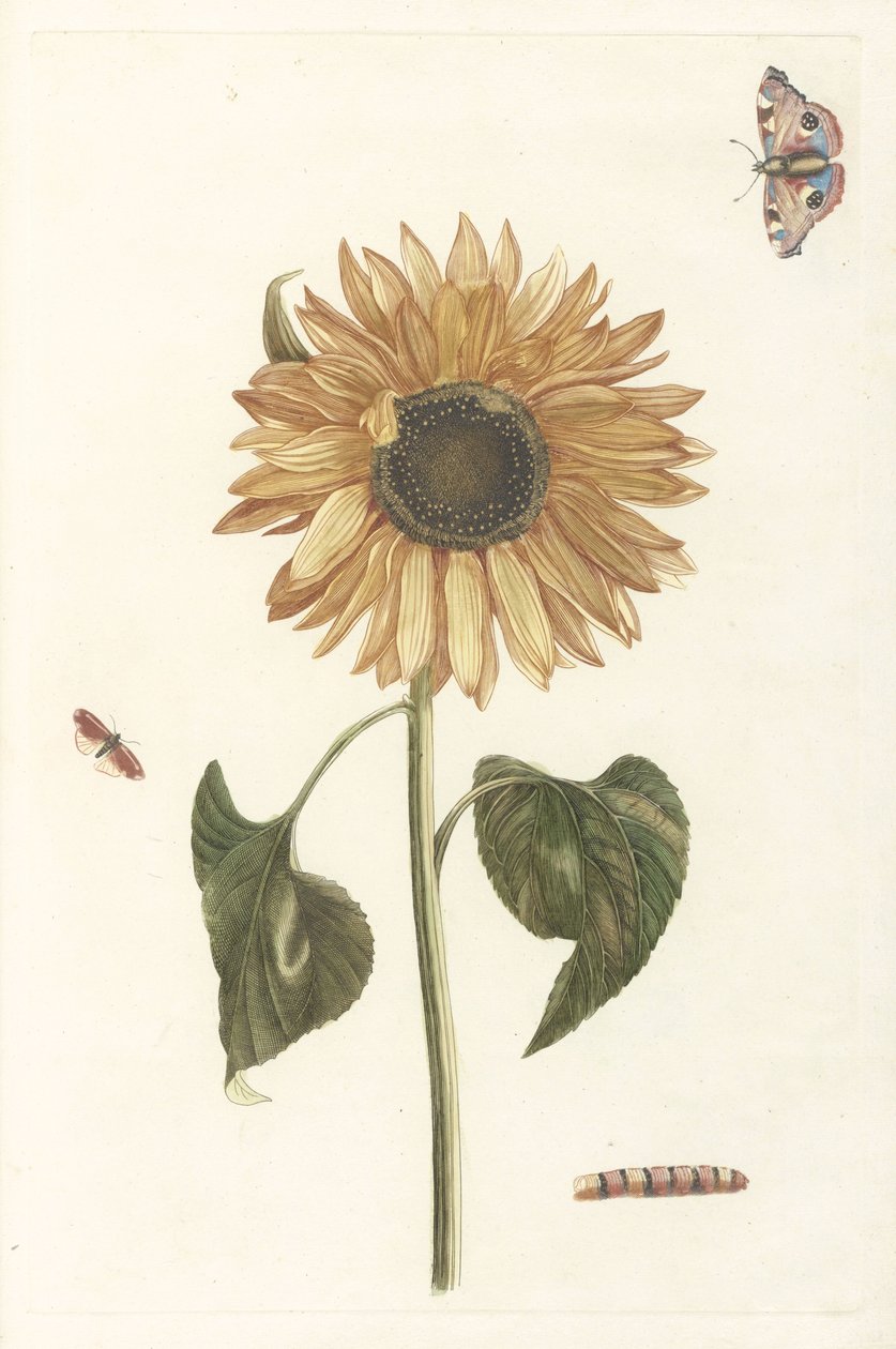 Girasole, bruco e due farfalle da Anonymous
