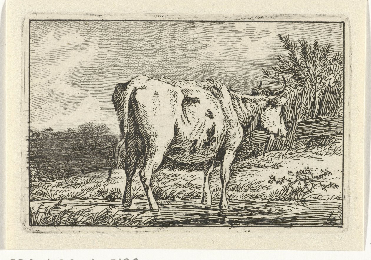 Mucca in piedi in una pozza Mucche (serie) da Anthony Oberman