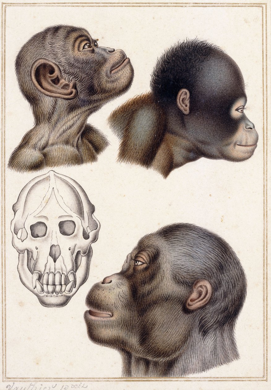 Teschio di un Pongo da Antoine Charles Vauthier