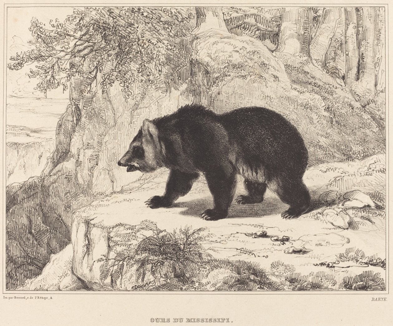 Orso del Mississippi, 1836 da Antoine Louis Barye