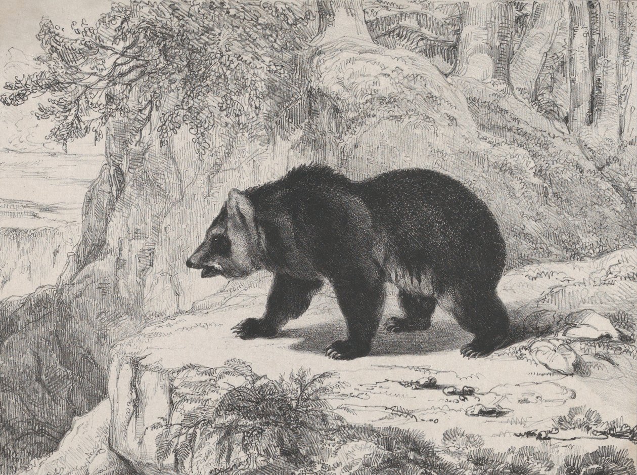 Orso del Mississippi, 1836 da Antoine Louis Barye