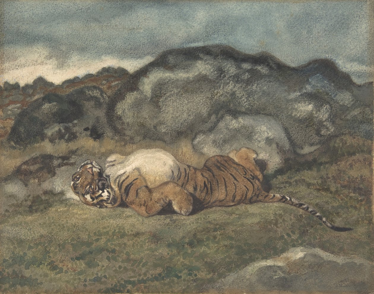 Tigre che si rotola sulla schiena da Antoine Louis Barye
