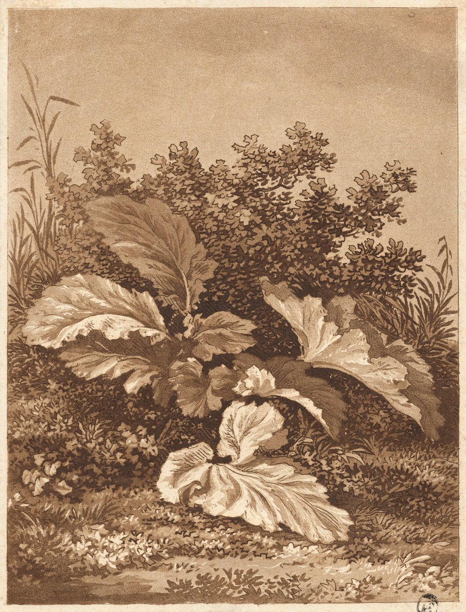 Studio di Foglie da Anton Balzer