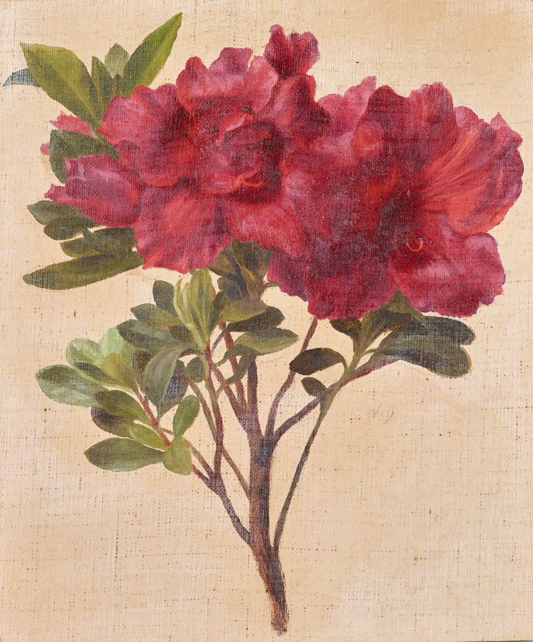 Rododendri da Anton Hartinger