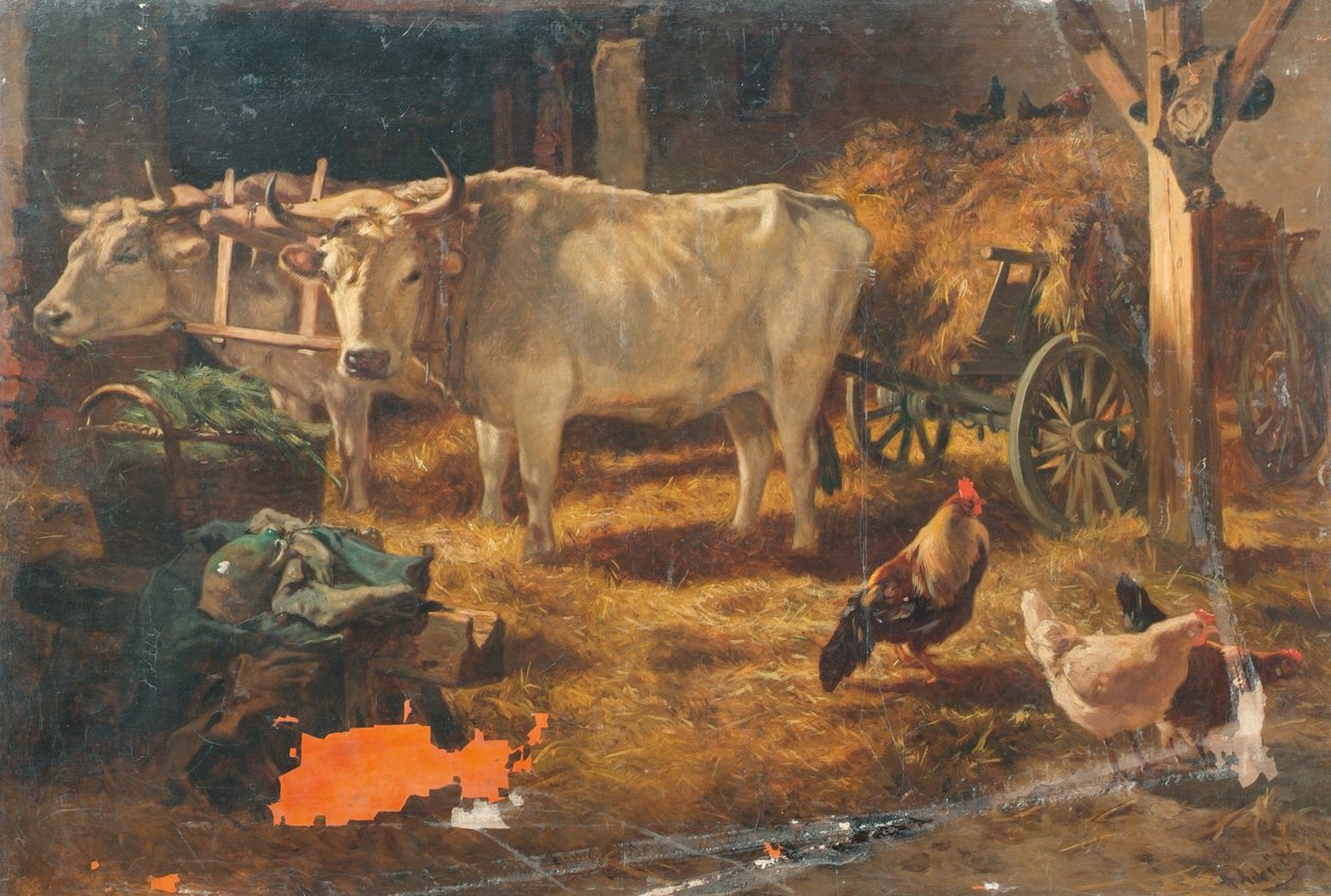 Buoi nella stalla da Anton Schrodl