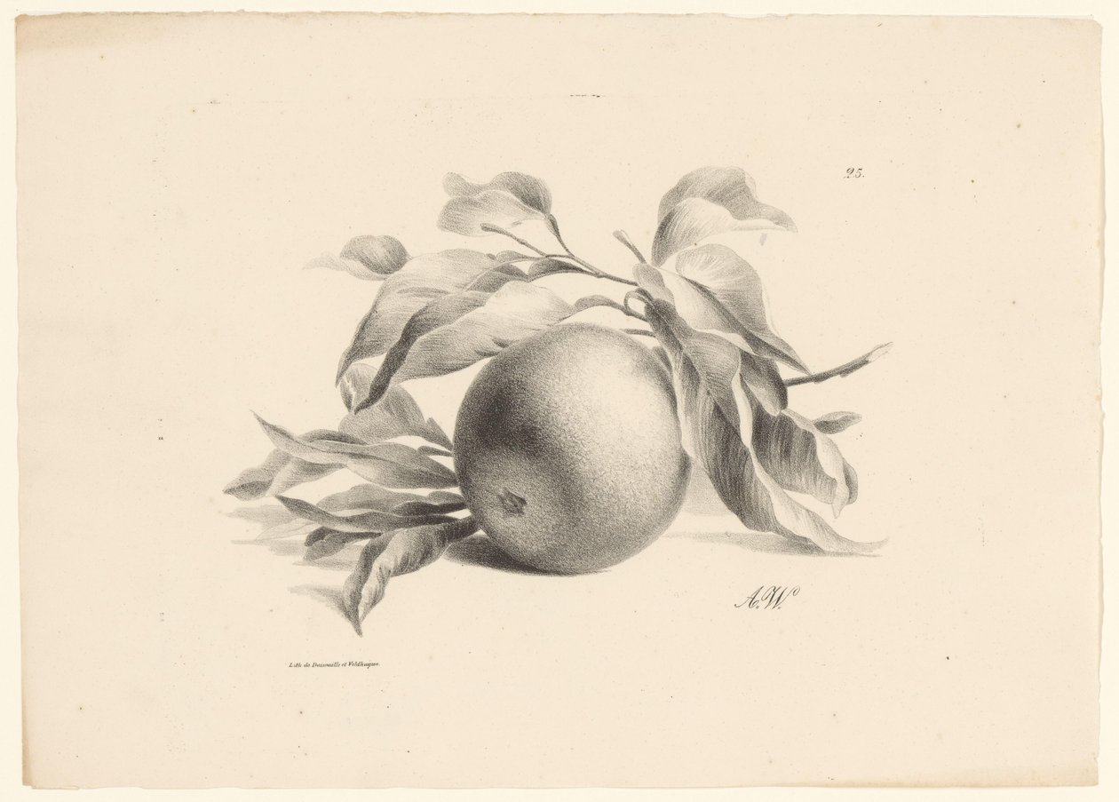 Arancia (serie: Frutta) da Anton Weiss
