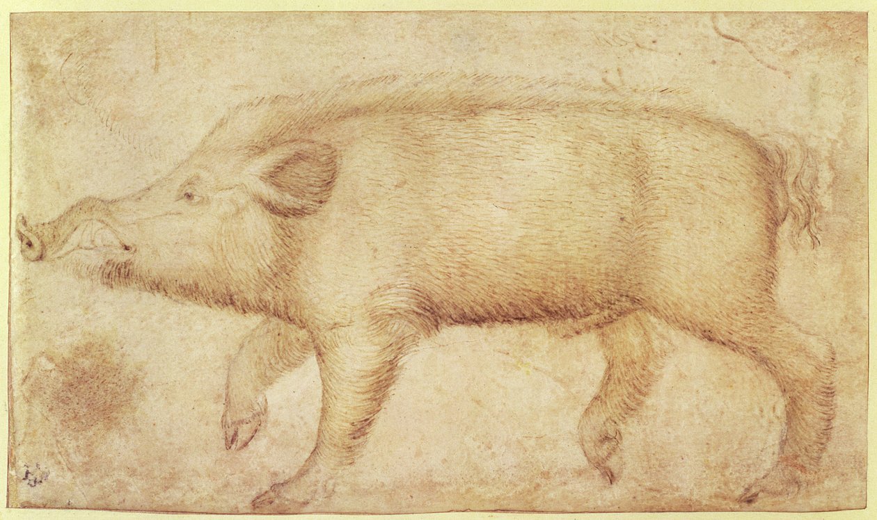 Un cinghiale da Antonio Pisanello
