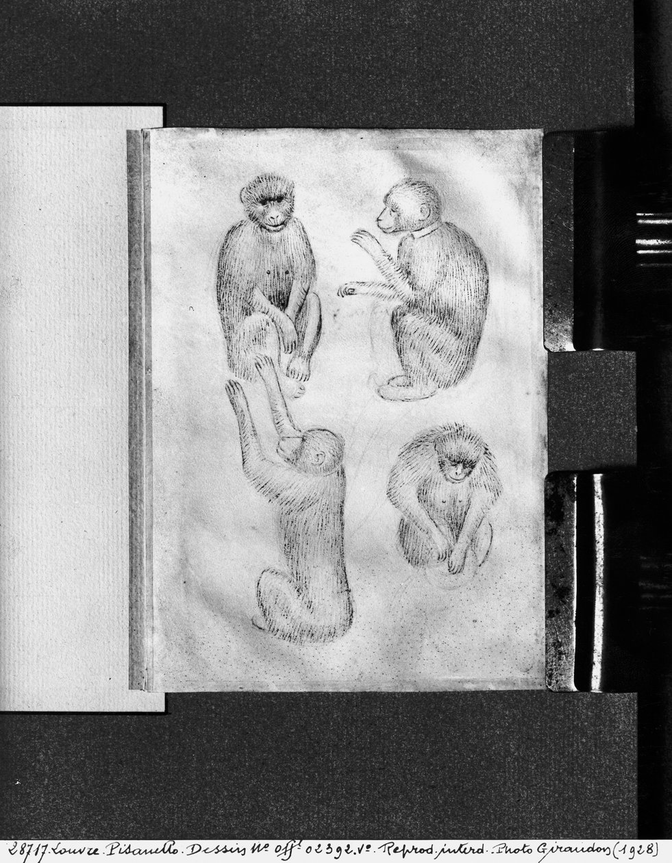 Scimmie, dal Vallardi Album da Antonio Pisanello