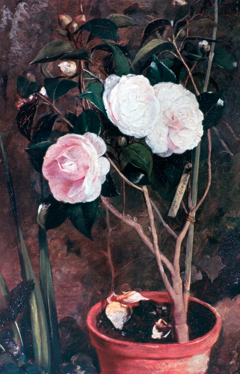 Camelie, XIX secolo da Antonio Maria Fabres y Costa