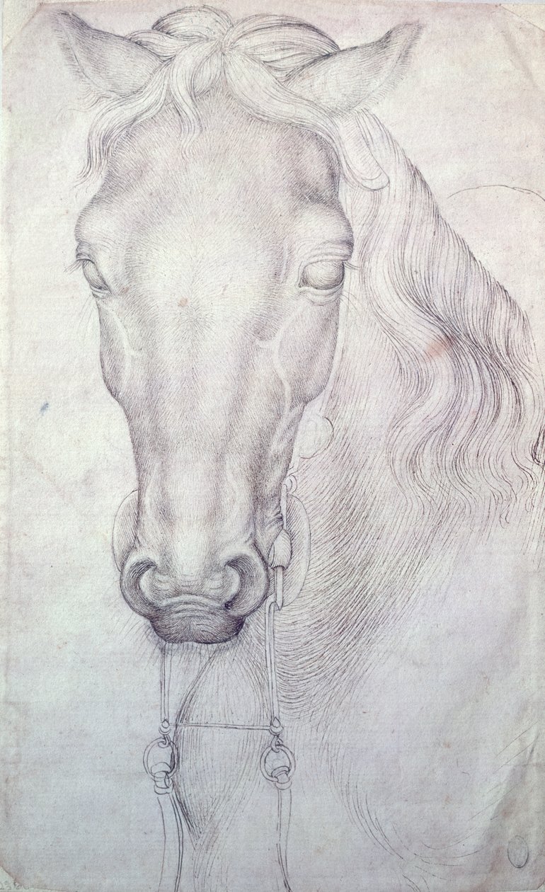 Testa di cavallo da Antonio Pisanello