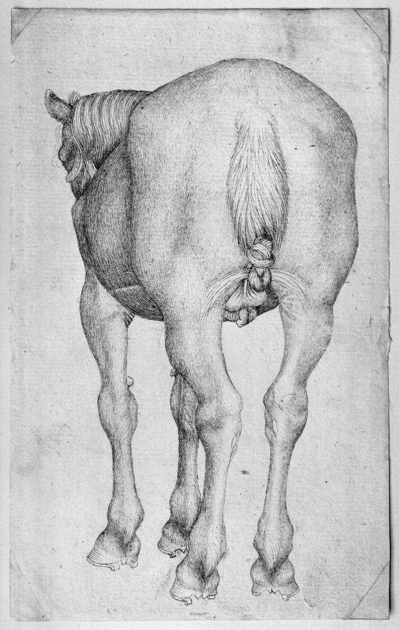Cavallo, dall