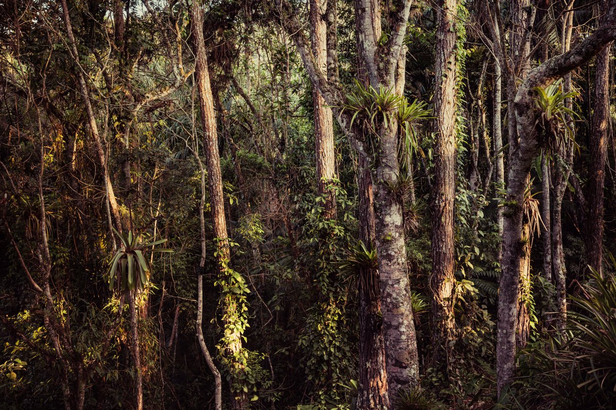 Foresta pluviale IV, 2021 da Antonio Schubert