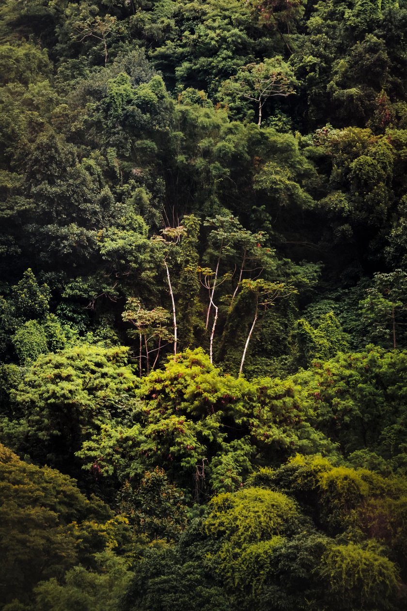 Foresta pluviale IX, 2018 da Antonio Schubert