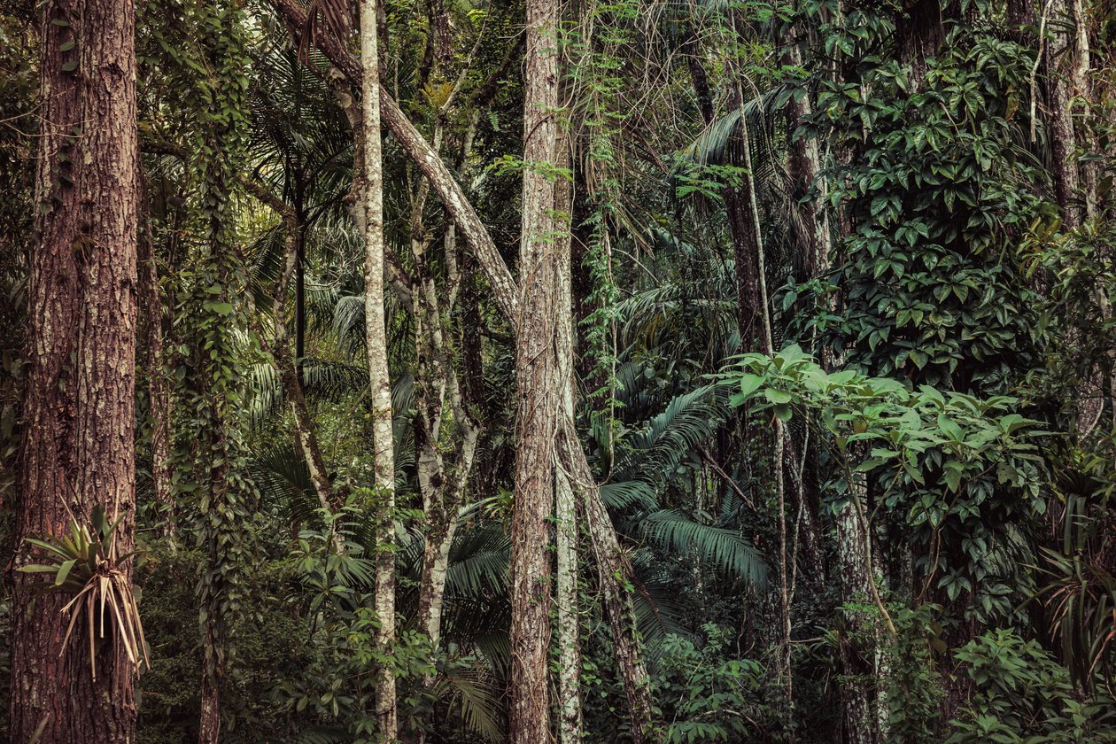 Foresta pluviale V, 2021 da Antonio Schubert
