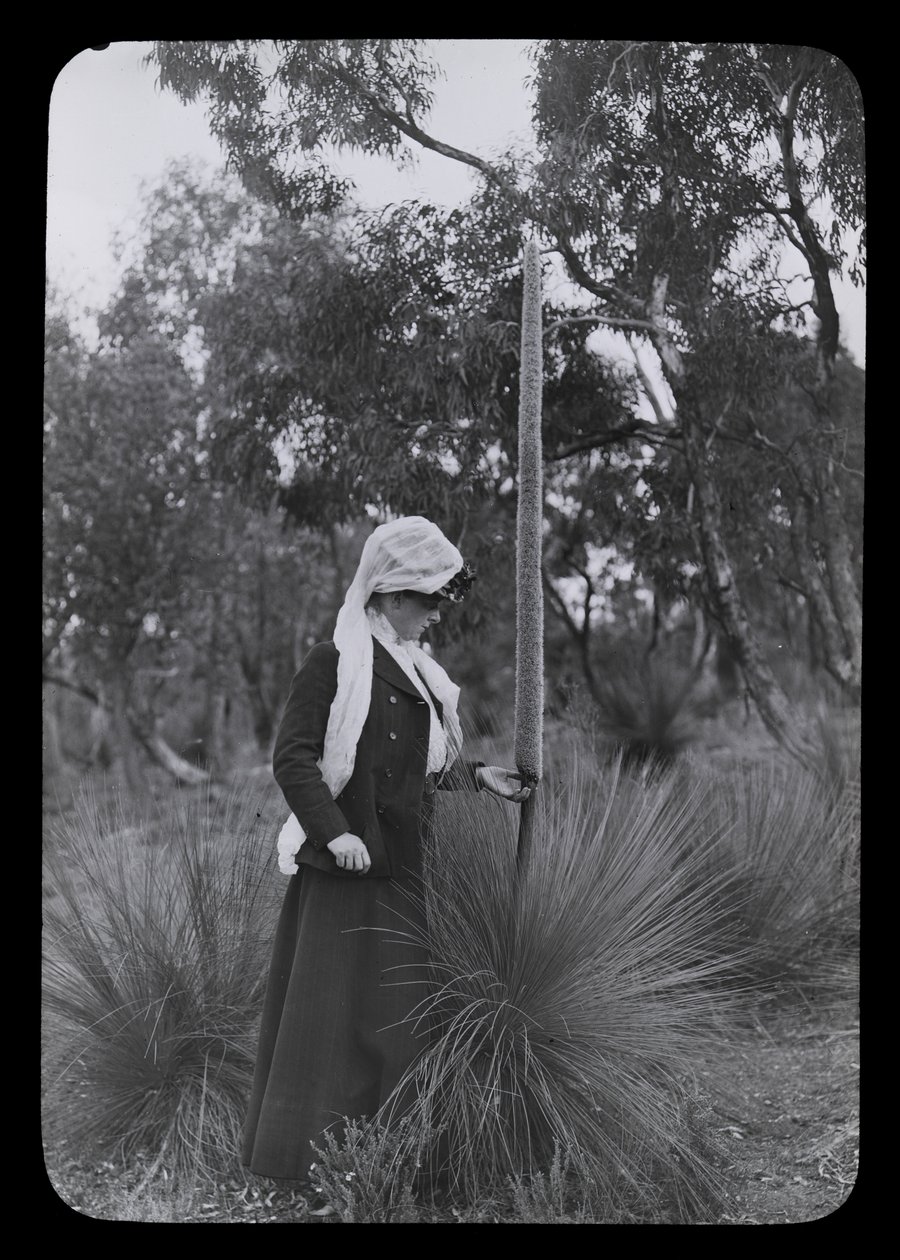 Amy e Xanthorrhoea da Archibald James Campbell