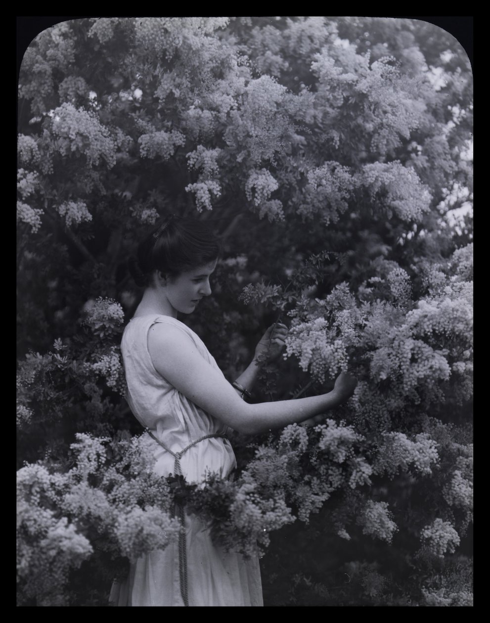 Wattle di Cootamundra da Archibald James Campbell