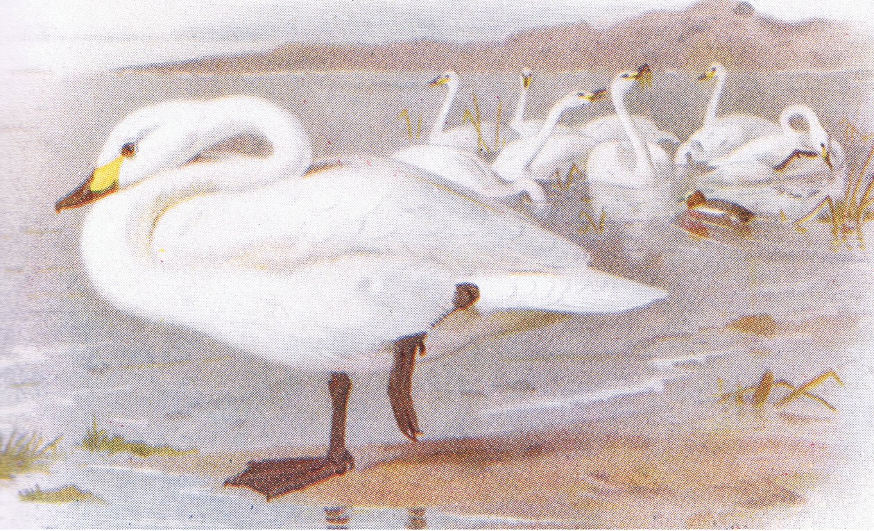 Cigno di Bewick da Archibald Thorburn