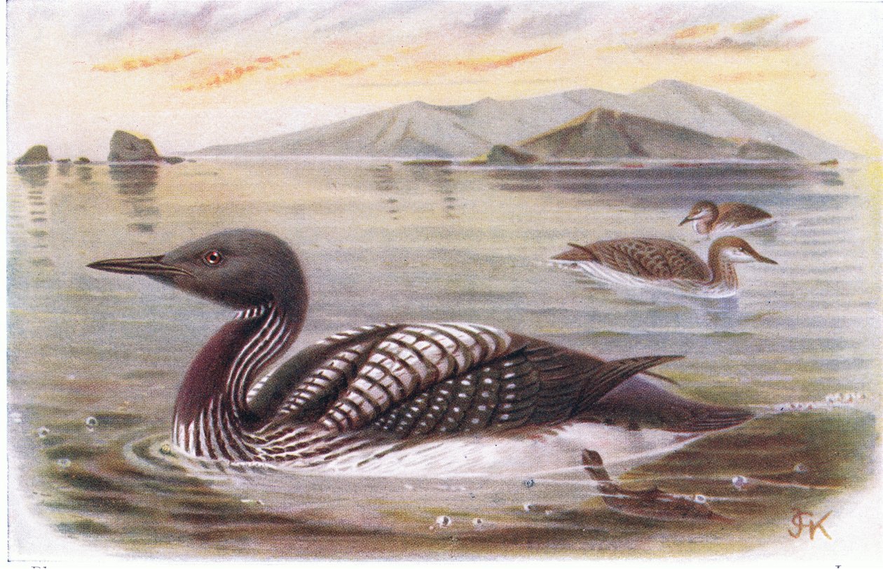 Strolaga dal collo nero da Archibald Thorburn