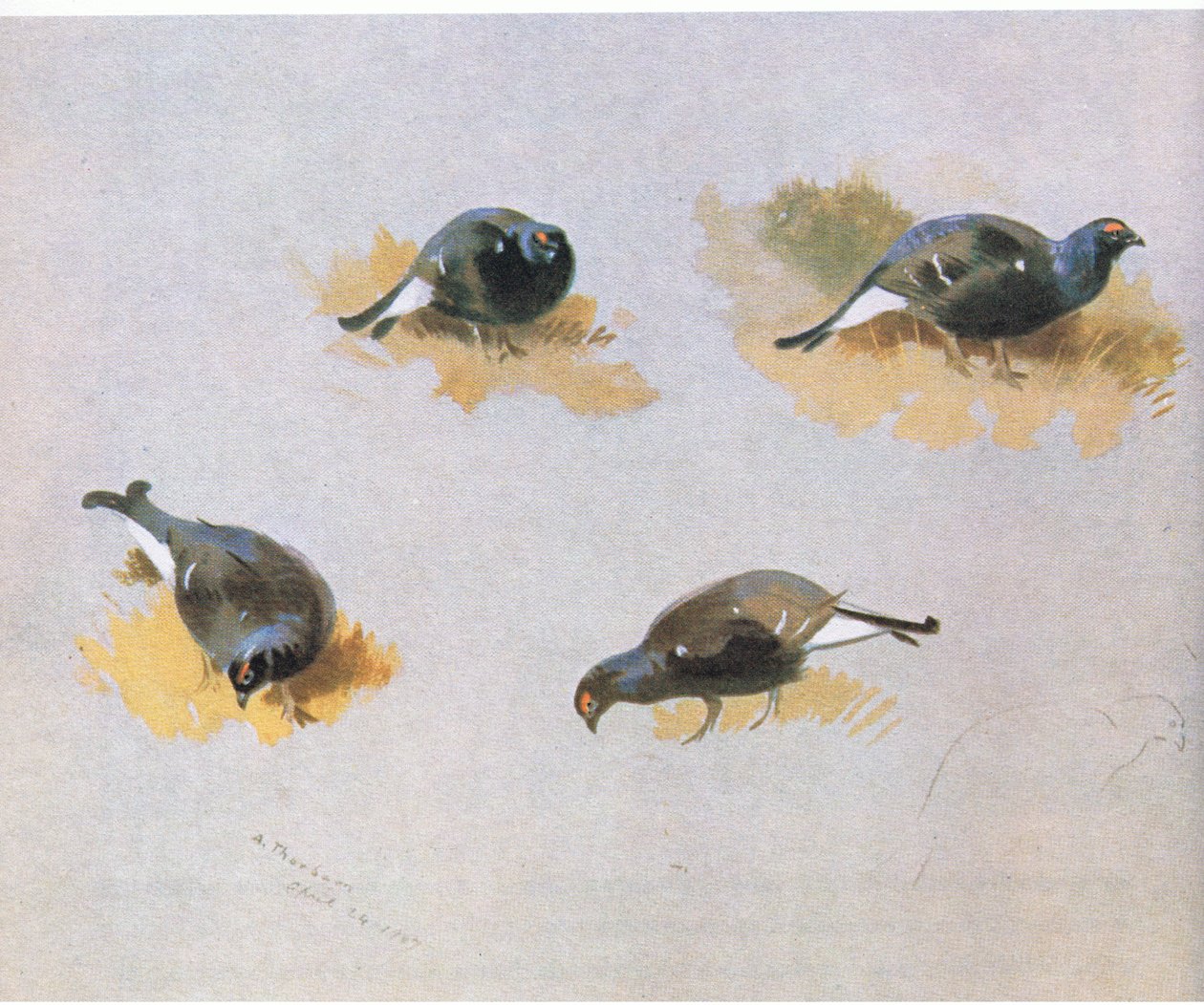 Studi di gallo cedrone, pub. da Book Club Associates, 1972 da Archibald Thorburn