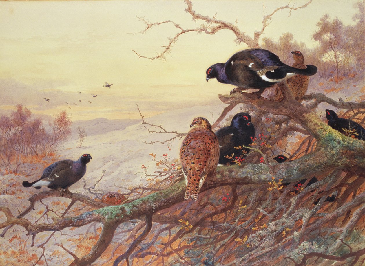 Gallo cedrone in inverno da Archibald Thorburn