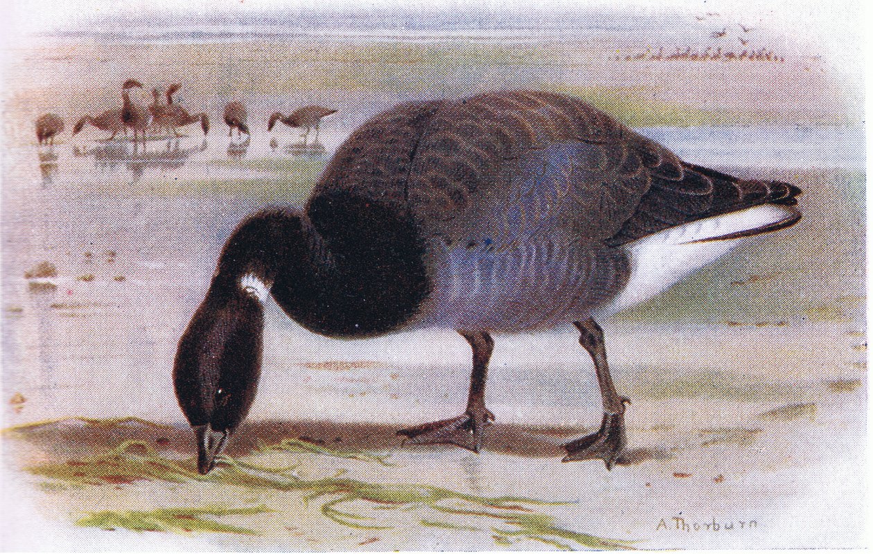 Oca di Brent da Archibald Thorburn