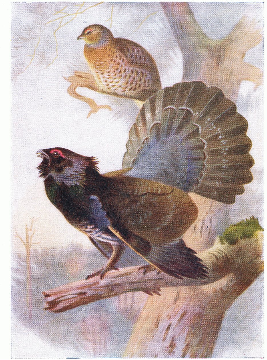 Gallo cedrone da Archibald Thorburn