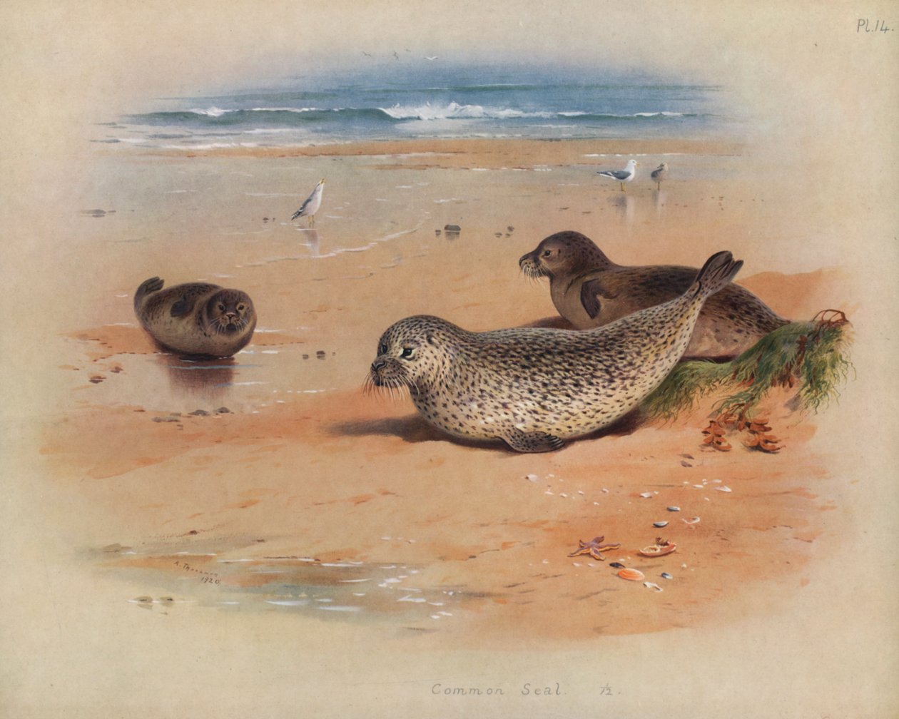 Foca comune da Archibald Thorburn