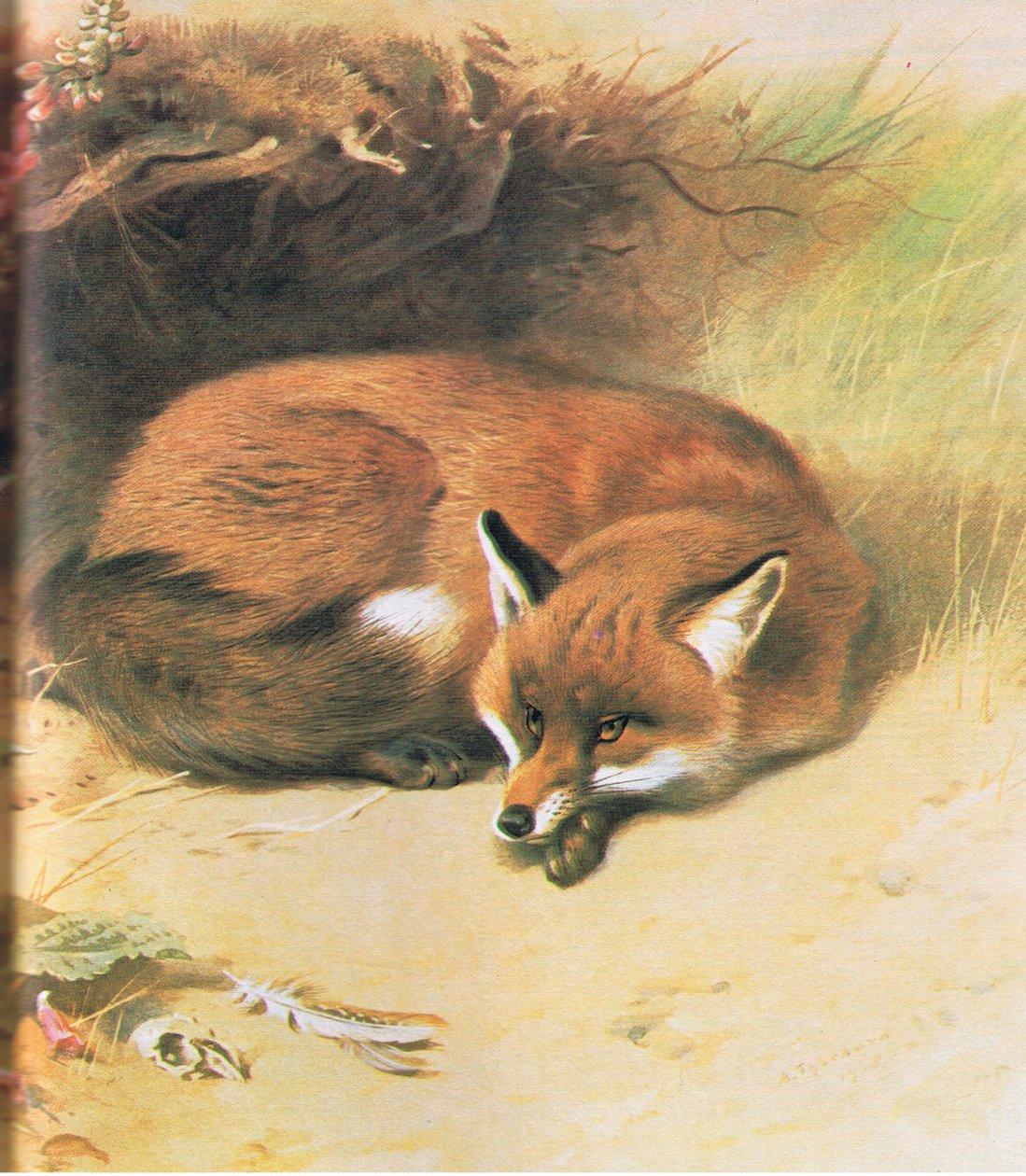 Volpe, pub. da Book Club Associates, 1972 da Archibald Thorburn