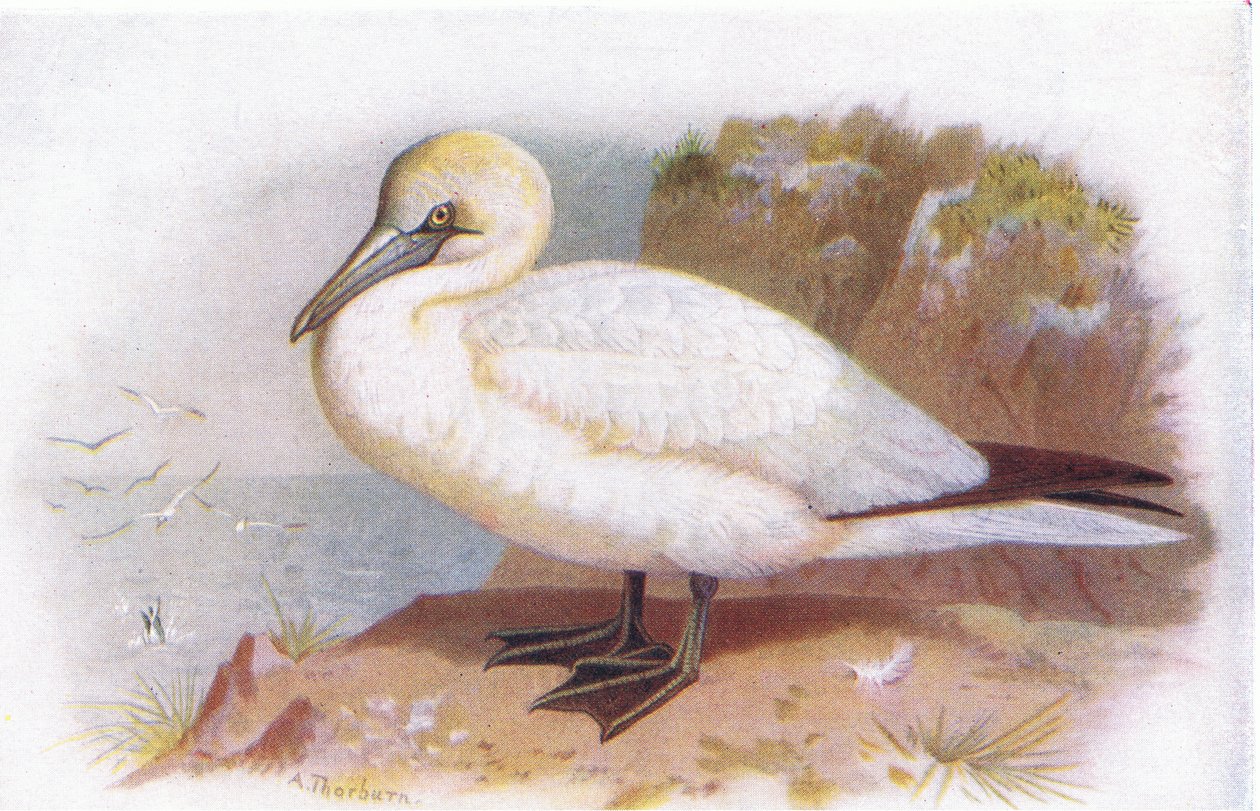 Sula da Archibald Thorburn
