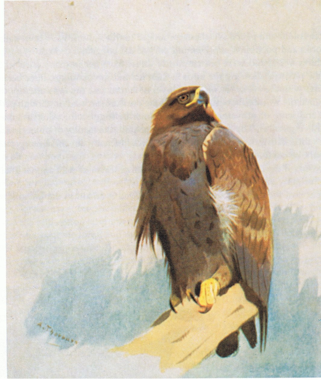 Studi di aquila reale, pub. da Book Club Associates, 1972 da Archibald Thorburn