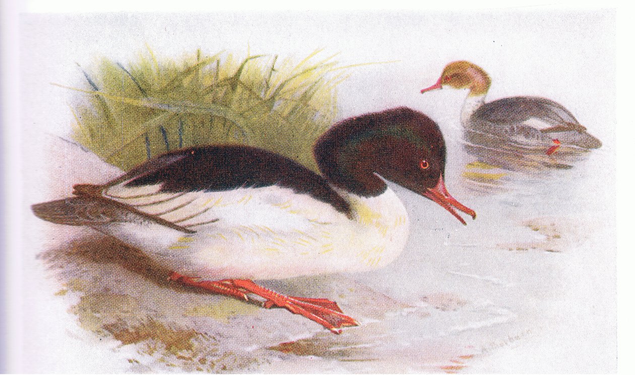 Smergo Maggiore da Archibald Thorburn
