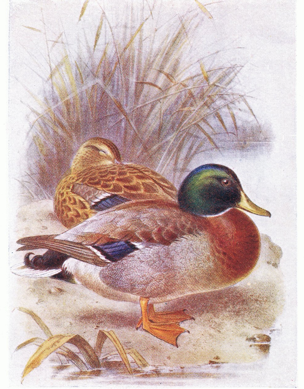 Germano reale da Archibald Thorburn