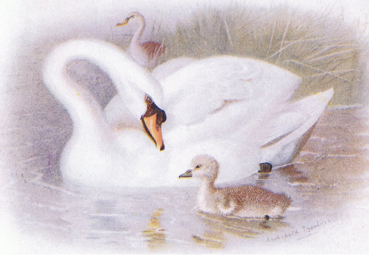 Cigno Muto da Archibald Thorburn