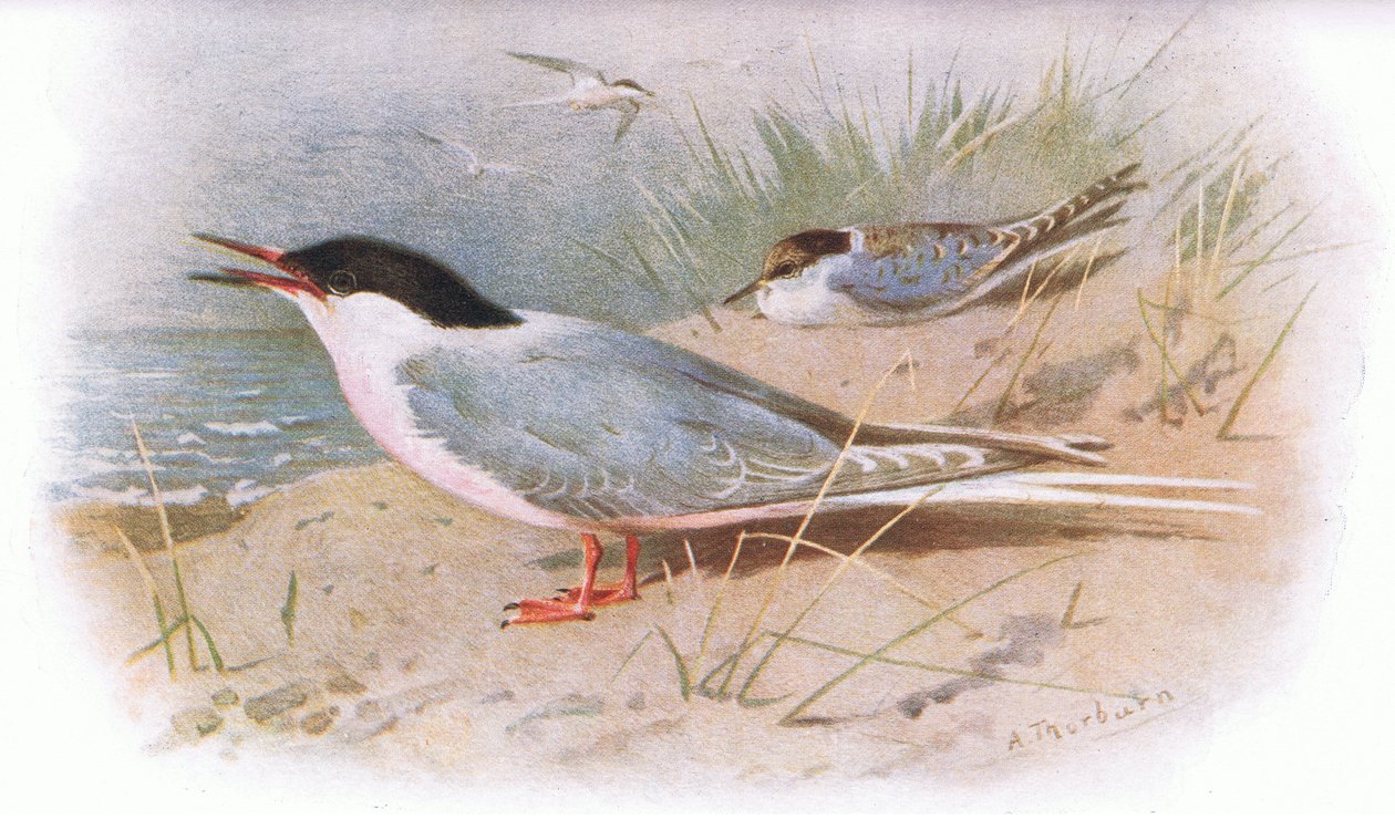 Sterna rosea, da British Birds pubblicato da Longmans, 1932 da Archibald Thorburn