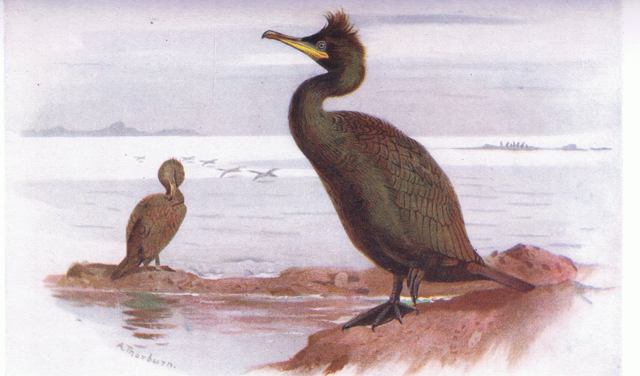 Cormorano da Archibald Thorburn