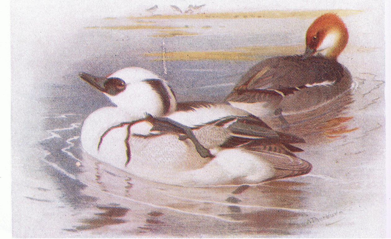 Smergo da Archibald Thorburn