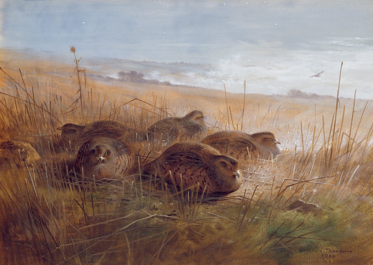 Beccaccino, 1923 da Archibald Thorburn