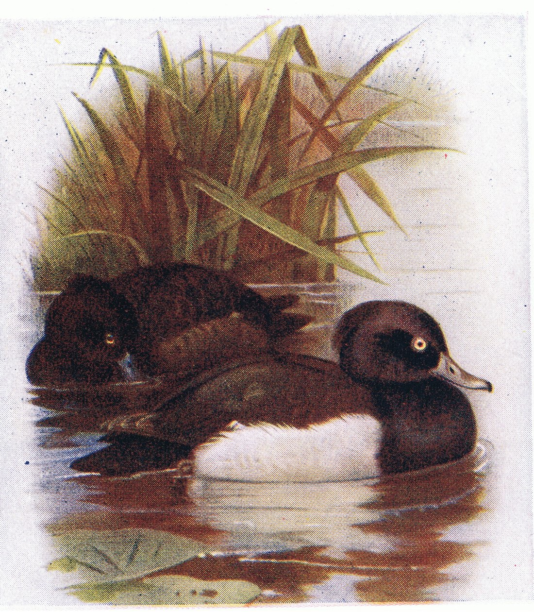 Anatra Ciuffata da Archibald Thorburn