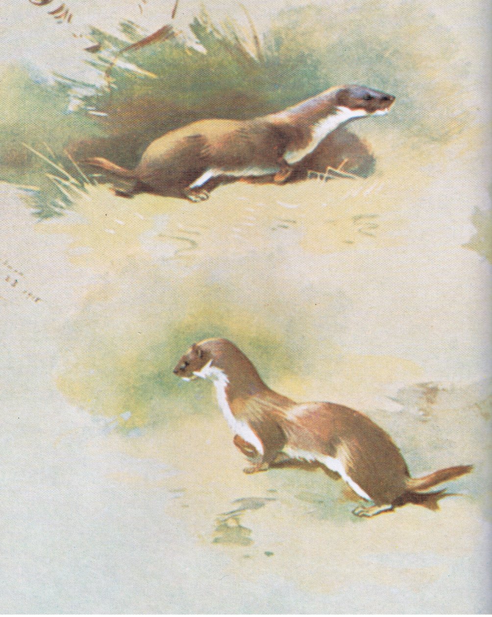 Donnola, pub. da Book Club Associates, 1972 da Archibald Thorburn