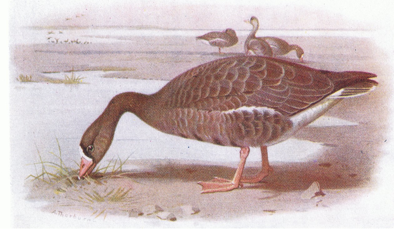 Oca frontale bianca da Archibald Thorburn